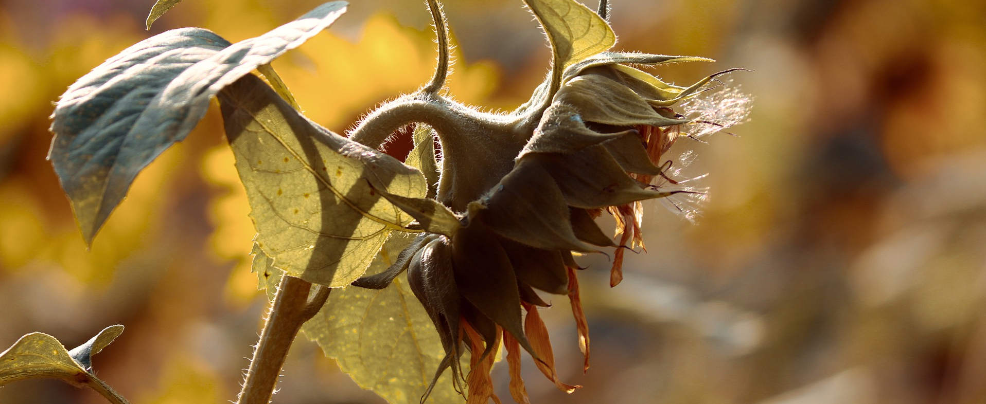 Eine bereits verblühte Sonnenblume; im Hintergrund sind weitere Sonnenblumen zu erahnen.